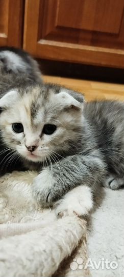 Шотландские котята