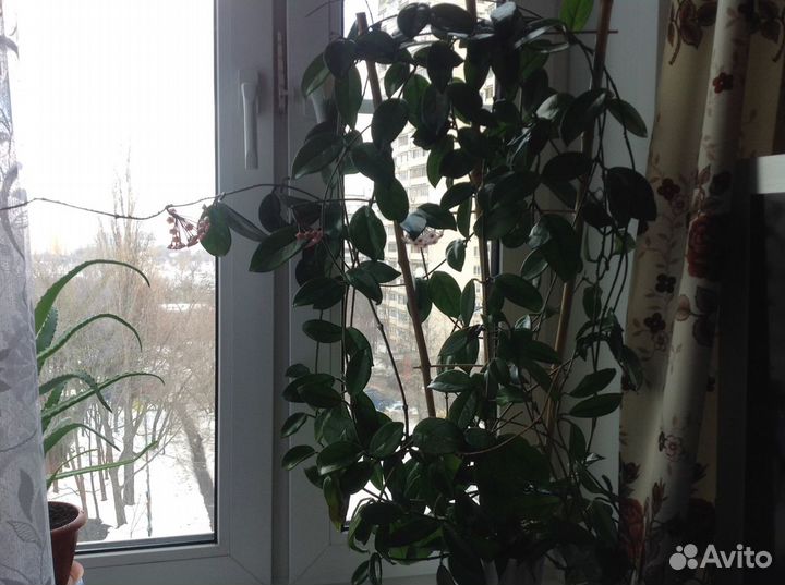 Хойя взрослая цветущая