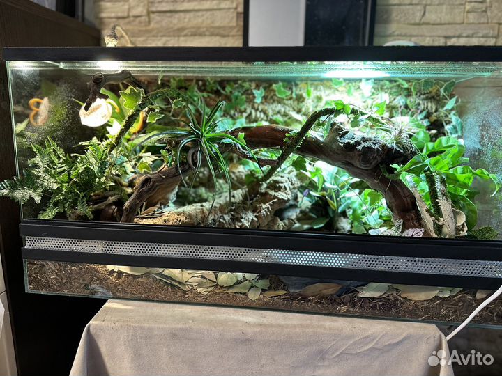 Террариум с природным фоном