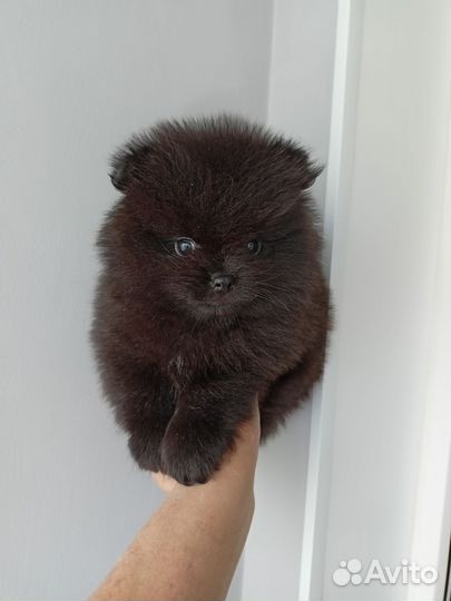 Померанский шпиц