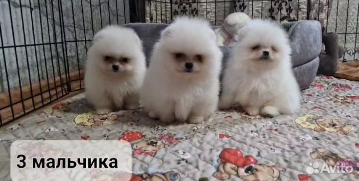 Померанский шпиц мини