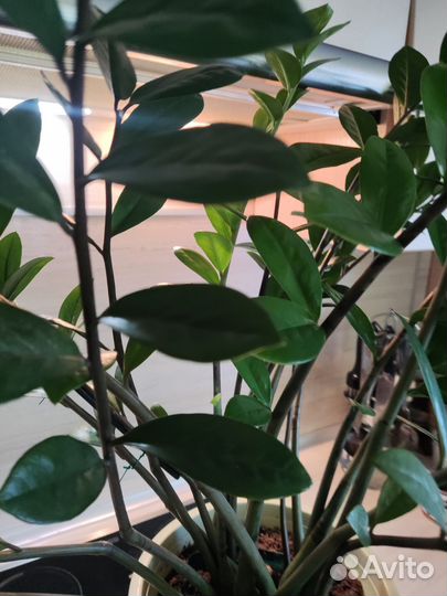 Замиокулькас