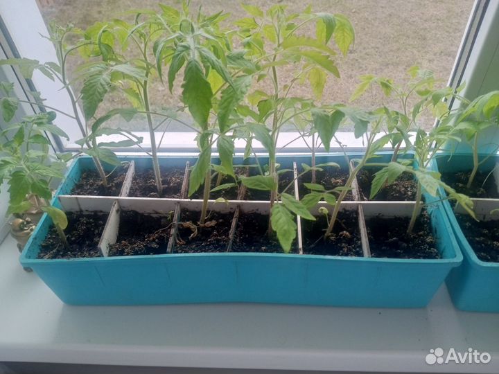 Рассада помидор и перцев