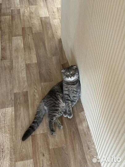 Вязка шотландский кот