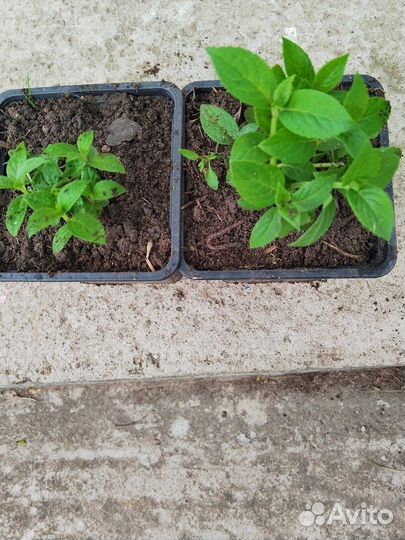 Гортензия Бобо