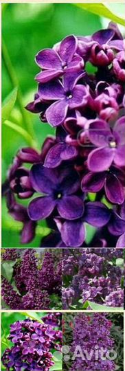 Сирень Красавица Москвы и др