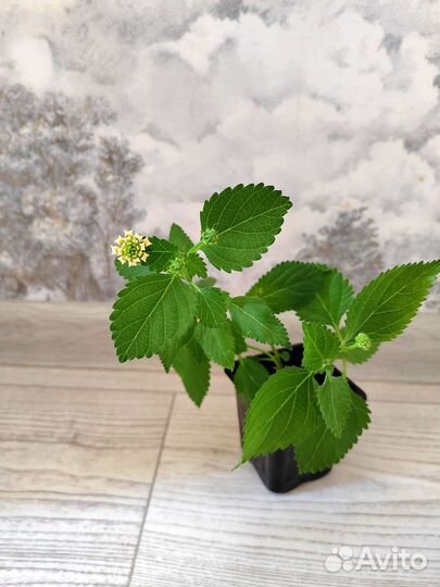 Лантана камаро. Цветет круглогодично