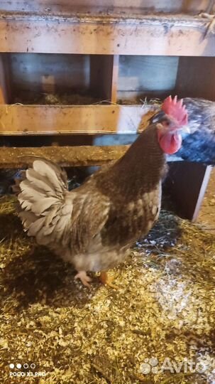 Куры петухи