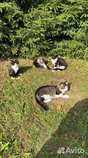 Котята в добрые руки