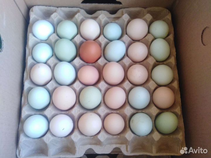 Яйцо домашнее, в инкубатор