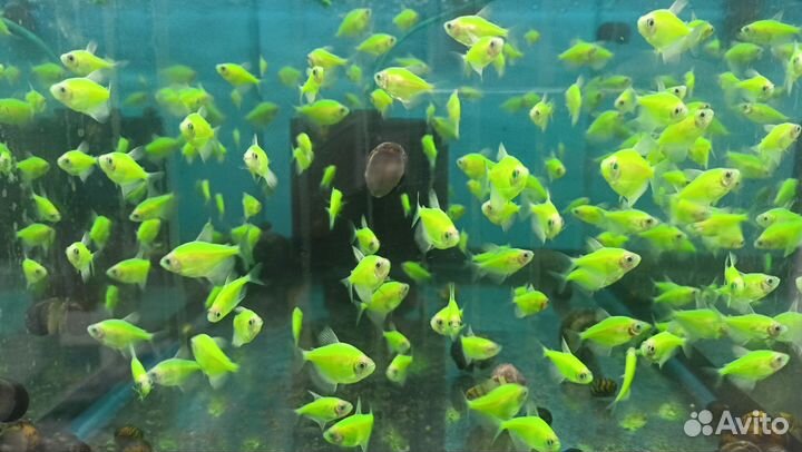 Цветные рыбки