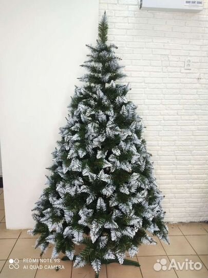 Ель Рождественская с белыми кончиками