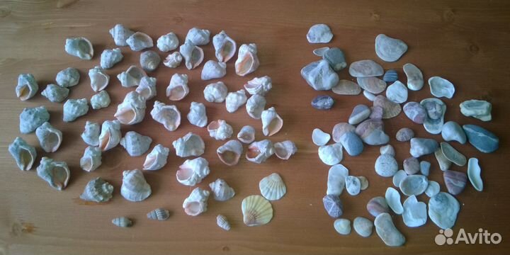 Ракушки морские