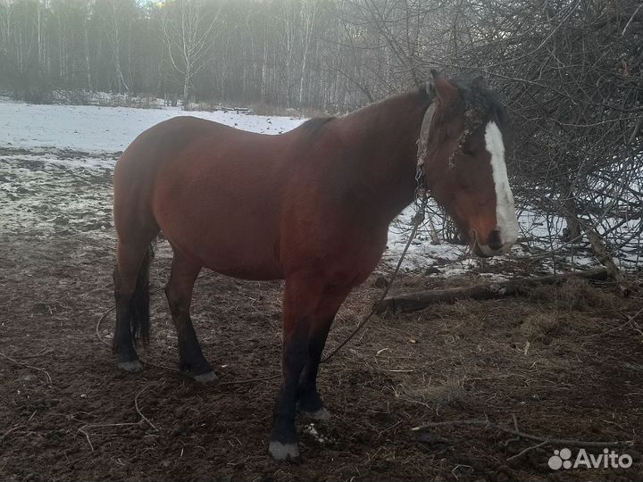 Продам лошадь