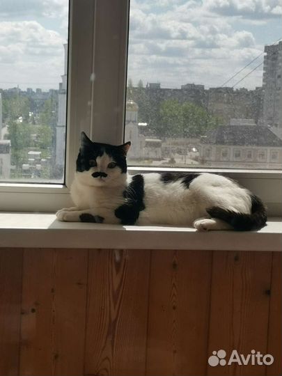 Кот в добрые руки