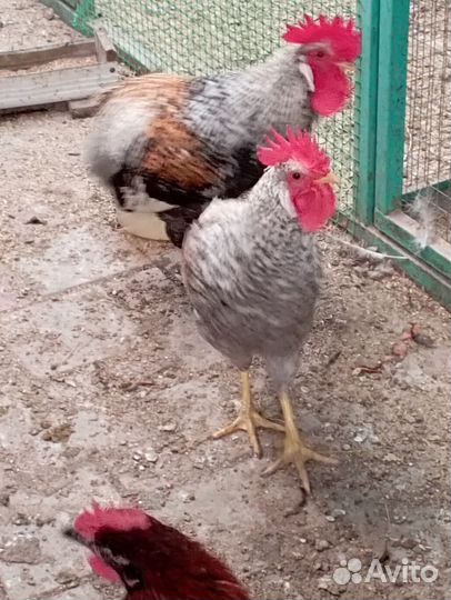 Петушки легбара