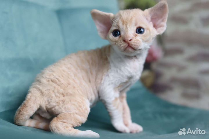 Чудо из чудес котёнок Девон-рекс