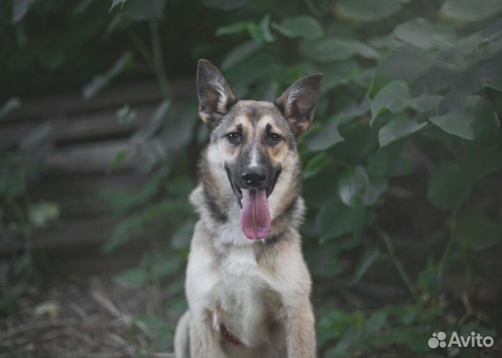 Щенок в добрые руки. Пряня ищет дом