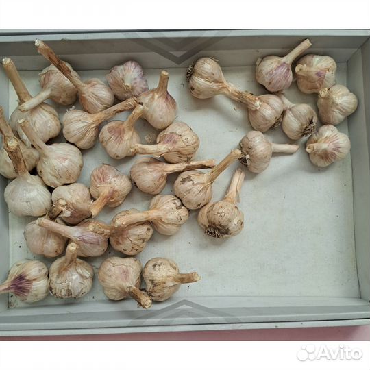 Чеснок нового урожая с грядки