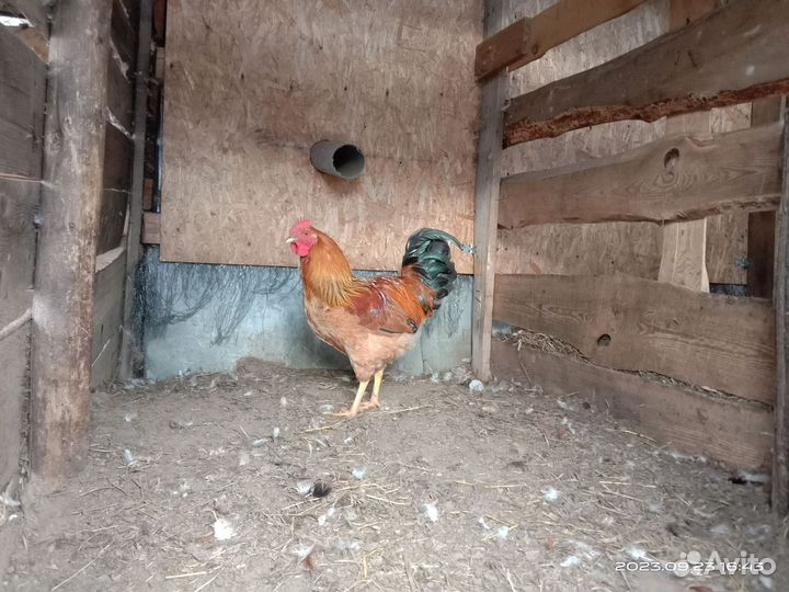 Молодой чистопородный Кучинский петух