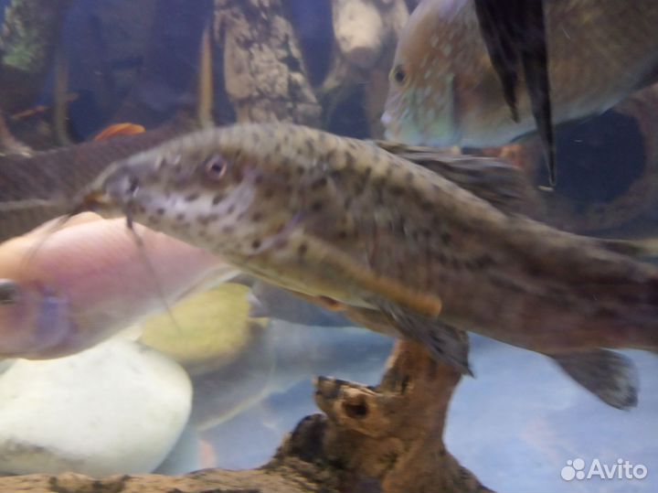 Аквариумные рыбки