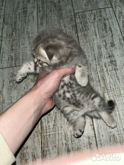 Шотландские котята