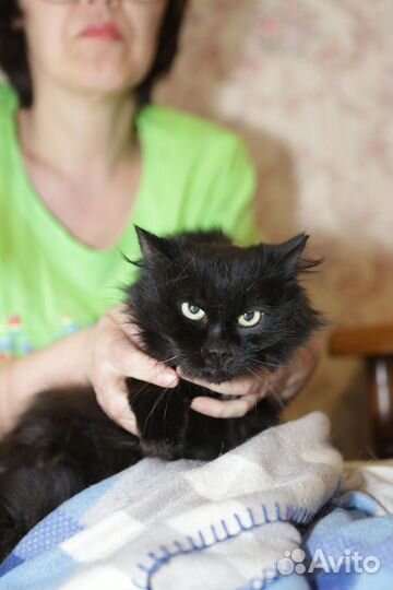 Чёрная Принцесса