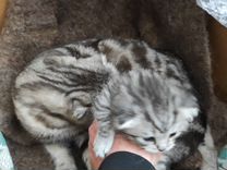Котенок девочка шотоандскаой веслоухой