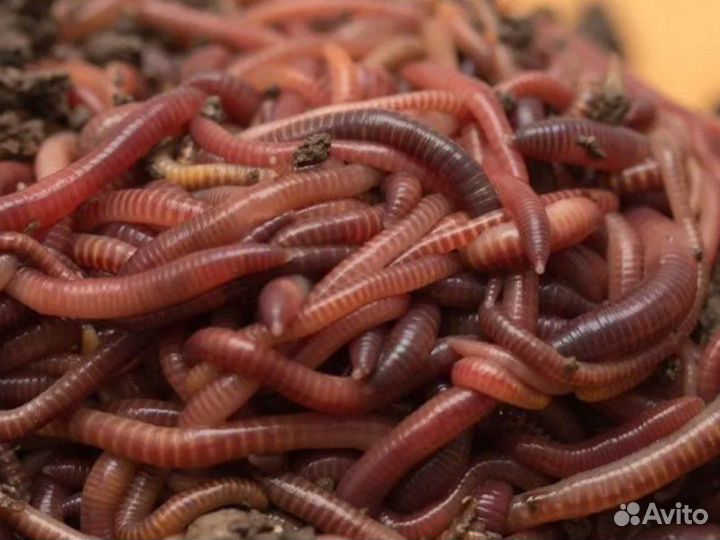 Черви для рыбалки