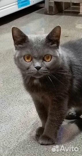 Кошечка ищет дом