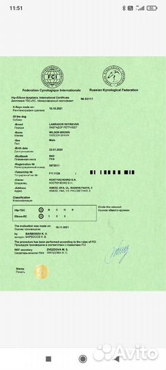 Лабрадор вязка