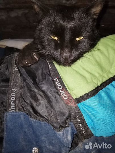 Отдам кота