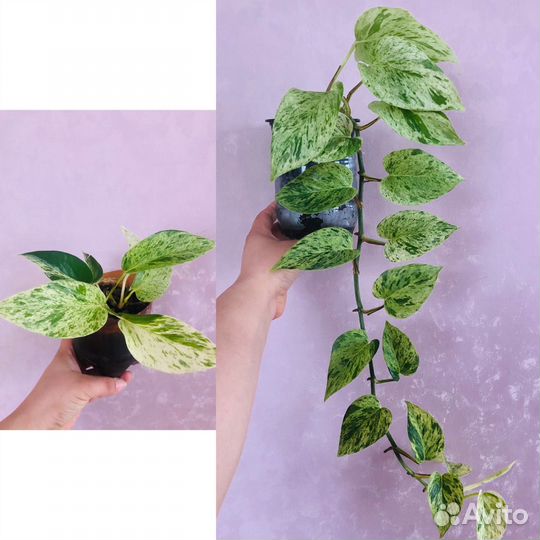 Пахистахис,пеперомия,сциндапсус