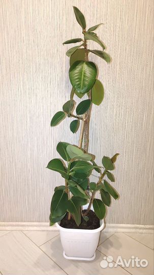 Фикус 1,1 метр