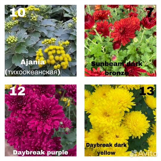 Хризантема мультифлора