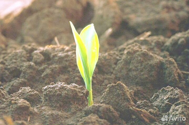 Чернозем для огорода с доставкой. арт:А - 88*4