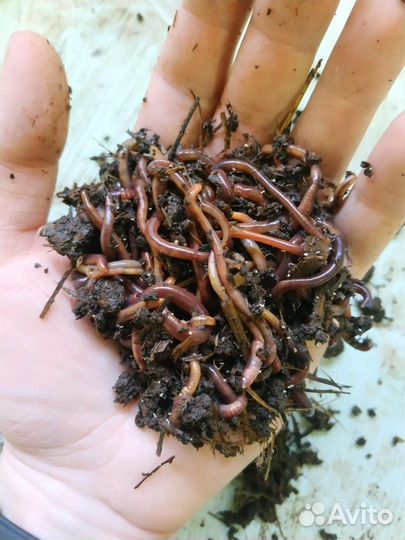 Черви калифорнийские