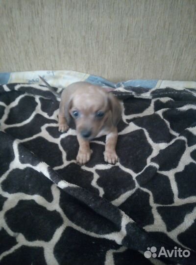 Щенки таксы