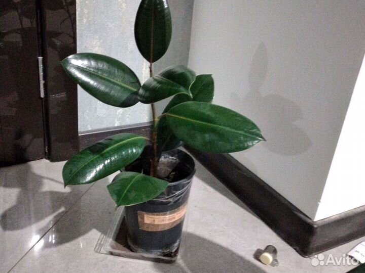 Фикус, белизе,тинекэ,лирато бамбино