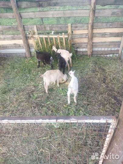 Козлята 4мес