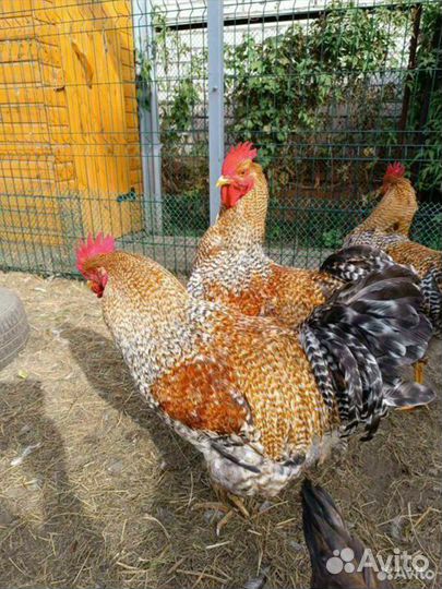 Петух белефельдер