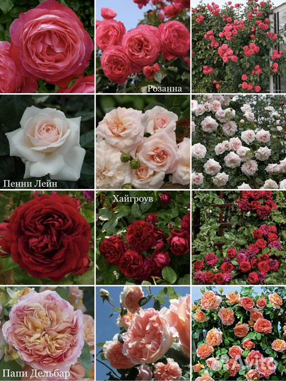 Розы Алтайские морозостойкие