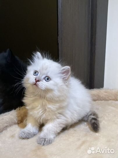 Скотиш страйт и скоттиш фолд