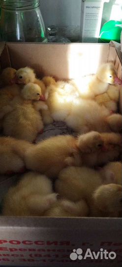 Инкубационное яйцо гусей