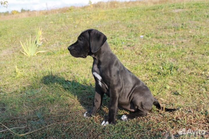 Черно-мраморные щенки