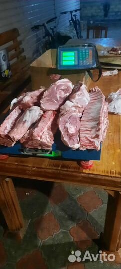 Свиньи домашние