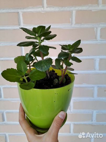 Комнатные цветы каланхоэ