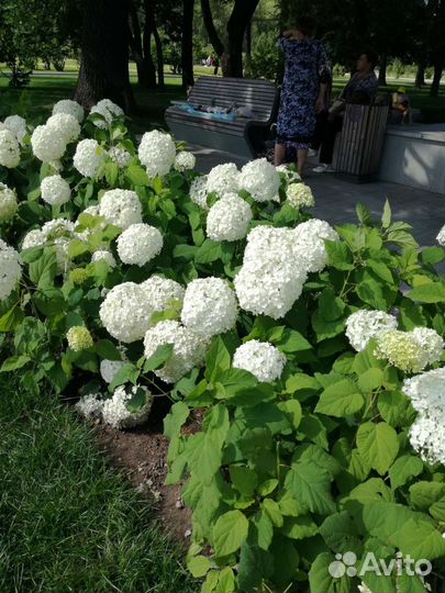 Калина Бульденеж