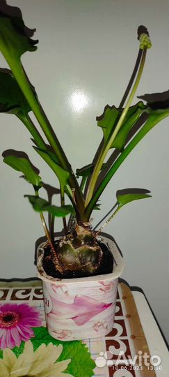 Дримиопсис