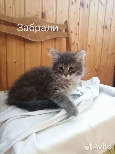 Котята